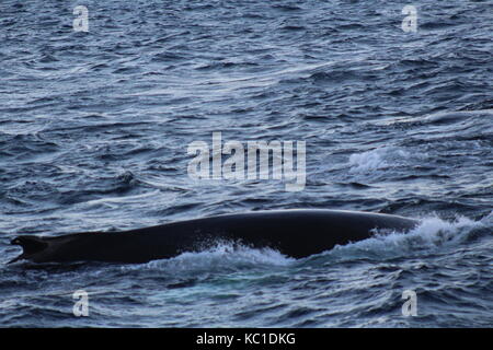 Humpback whale surfacing in Fjord near Tromso Stock Photo