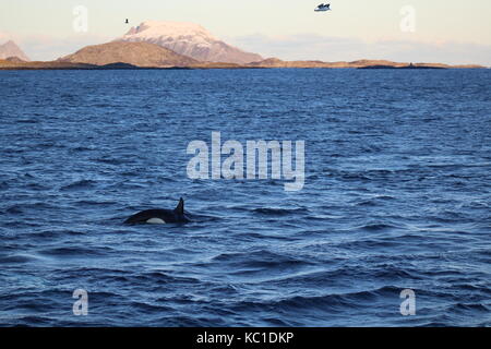 An Orca surfacing in a fjord near Tromso Norway with seagull flying overhead Stock Photo