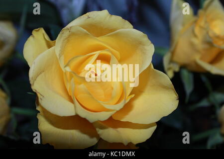 Close up of yellow rose Stock Photo