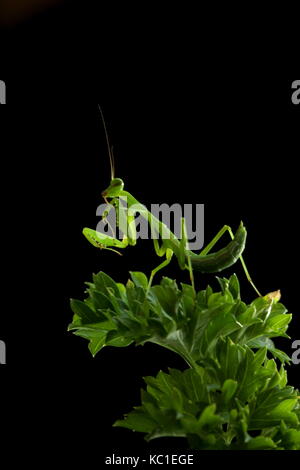 South African preying mantis Stock Photo