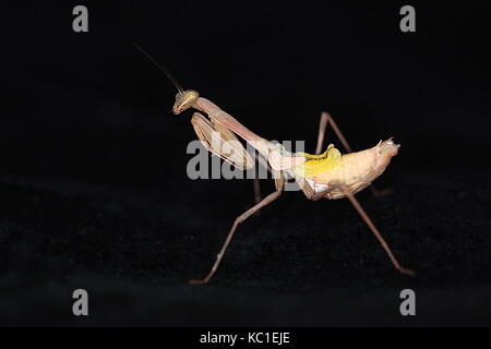 South African preying mantis Stock Photo