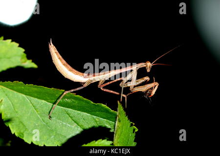 South African preying mantis Stock Photo