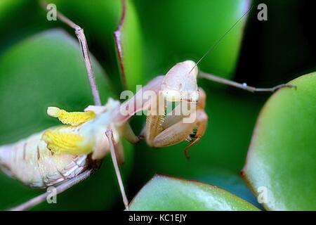 South African preying mantis Stock Photo