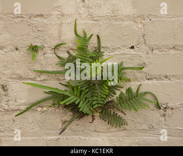 Ferns growing out of the cracks in a brick wall. Stock Photo