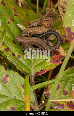 Common lizard (Lacerta vivipara), young basking, Herefordshire, England, UK Stock Photo