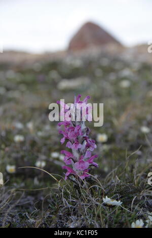 Single woolly lousewort (Pedicularis lanata) on the Canadian arctic tundra Stock Photo