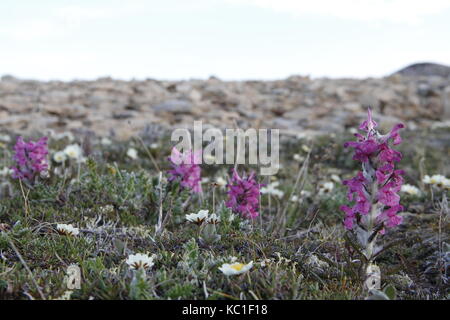 Woolly lousewort (Pedicularis lanata) on the Canadian arctic tundra Stock Photo