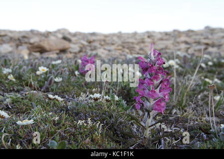 Woolly lousewort (Pedicularis lanata) on the Canadian arctic tundra Stock Photo