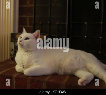 Portrait of a White Cat Stock Photo