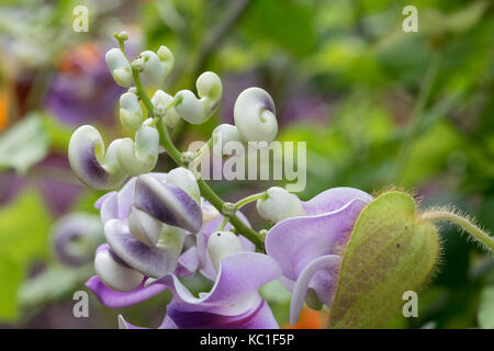 Vigna Caracalla close up, known as Snailflower, with amazing scent Stock Photo