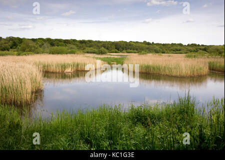 Gosforth Park Nature Reserve Stock Photo