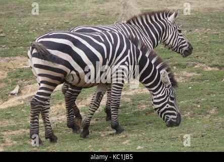 Zebra eating grass (2) Stock Photo