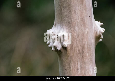 Unusual ridges and spikes on smooth tree bark Stock Photo
