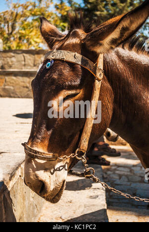 Beautiful donkeys called Taxi on the steep Lindos Acropolis Mountain, Rhodes Island, Greece Stock Photo