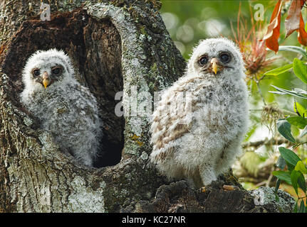 Juvenile Barred Owls emerging from Cavity Stock Photo
