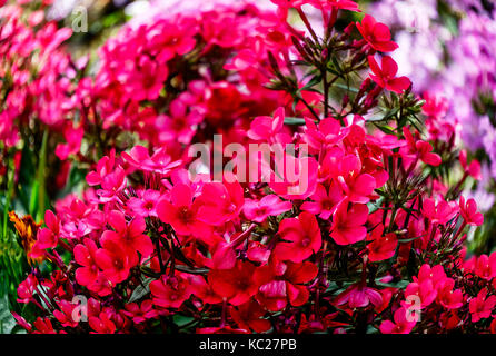 Lush flowering plant Phlox Paniculata or Purple Flame Stock Photo