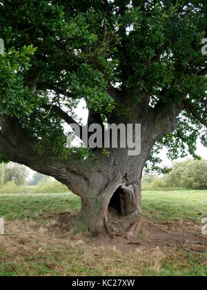 Large hole in the trunk of a large oak tree, UK Stock Photo