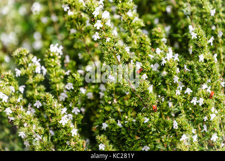 Savory Plant - Winter Savory Herb Plant (Satureja hortensis) Stock Photo