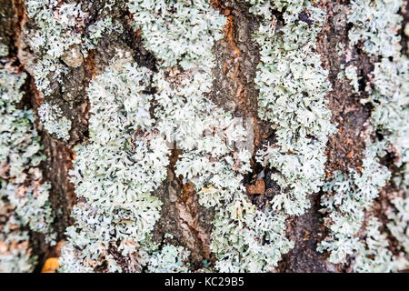 Background image: close-up presents the tree bark covered with moss. Stock Photo