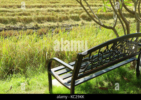 Black Wrought Iron Bench under the Tree by the Paddy Field in the Harvest Season Stock Photo