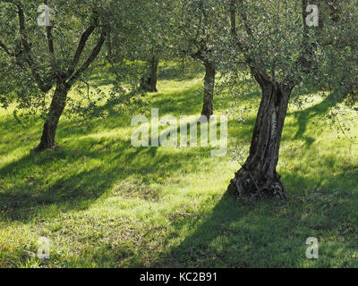 Olive grove near Florence in Tuscany, Italy Stock Photo