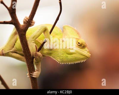 Young Yemen chameleon on the branch prepared for hunting - Chameleo calyptratus Stock Photo