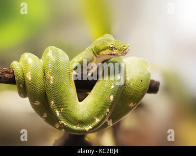 Green tree python - Morelia viridis - in typical loop position on the branch Stock Photo