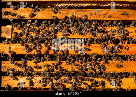 Close-up of bees on honeycomb. Beekeeping concept. Stock Photo
