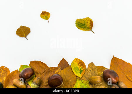 leaves acorns and chestnuts isolated on white background Stock Photo