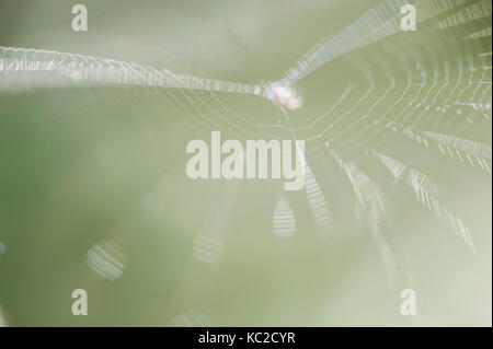 Vibrations on a Spider Web Stock Photo