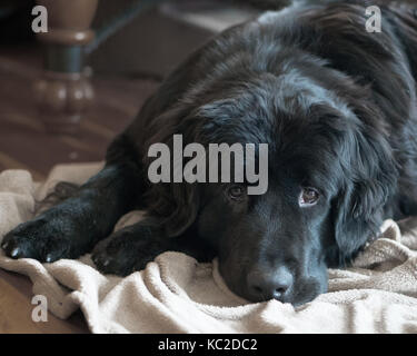 Sweet black newfoundland dog with sad face lying on a blanket with muted colours. Stock Photo