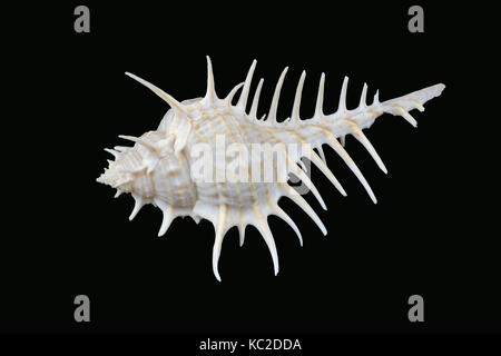 Murex scolopax sea snail (Woodcock murex or False Venus Comb). It is a predator. Seen in Dubai. (L10,6xH4,9xW5,7cm) Stock Photo