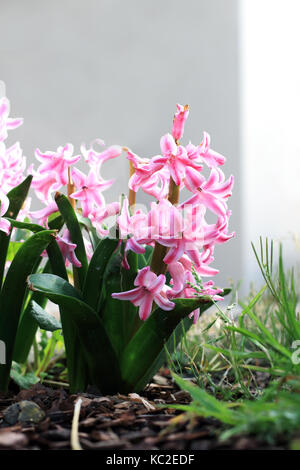 Pink Hyacinth flower in full bloom Stock Photo