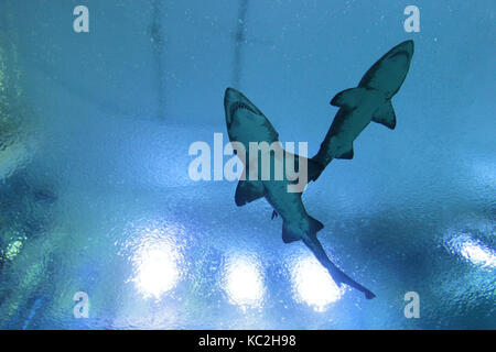 silhouette of two great white sharks in the water Stock Photo