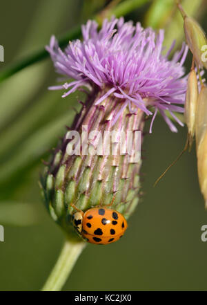 Harlequin Ladybird - Harmonia axyridis  On Creeping Thistle - Cirsium arvense Stock Photo