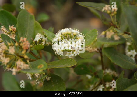 River Mangrove in Flower Stock Photo