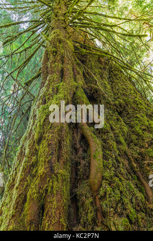 Western Hemlock, Tsuga heterophylla, that has thrived by sprouting on and then growing on a big and now dead Western Redcedar, Thuja plicata, in the H Stock Photo