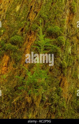 Western Hemlock on nurse log along Hoh River Trail to Blue Glacier, Olympic National Park, Washington State, USA Stock Photo