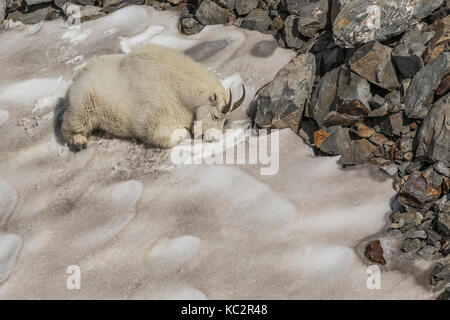 Mountain Goat, Oreamnos americanus, resting on a remnant snowbank on a warm day, chewing its cud and scraping the surface to get at and eat the clean  Stock Photo