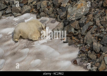 Mountain Goat, Oreamnos americanus, resting on a remnant snowbank on a warm day, chewing its cud and scraping the surface to get at and eat the clean  Stock Photo