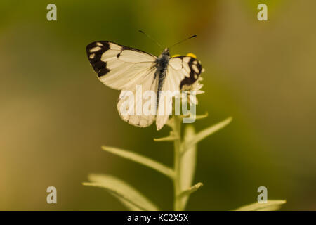 Pine White Butterfly along Hoh River Trail to Blue Glacier, Olympic National Park, Washington State, USA Stock Photo