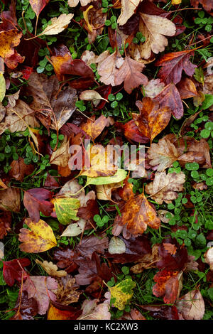 Background of red and yellow hawthorn leaves, wet with rain, on green grass and clover Stock Photo