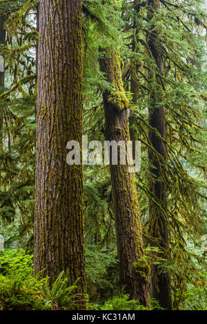 HEMLOCK TREES IN OLYMPIC NATIONAL TIMBERLAND, WASHINGTON NEAR OLYMPIC ...