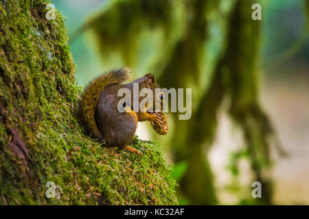 Chickaree, aka Douglas Squirrel, Tamiasciurus douglasii, feeding on seeds from a Sitka Spruce, Picea Sitchensis, cone in the Hoh Rain Forest along the Stock Photo