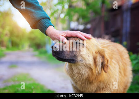 Human hand caresses a dog. Dog breeding composition. Happy dog Stock Photo