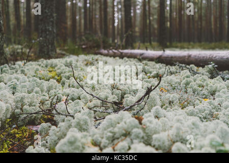 White moss in the dense forest. Nordic landscape Stock Photo