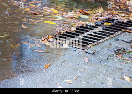 metal sewer grate on asphalt road with fallen yellow autumnal leaves in rainy day Stock Photo