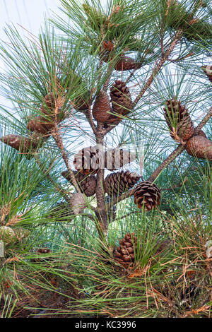 travel to Crimea - cones of Crimean Pine (Pinus Nigra Pallasiana) on tree baranch on Lenin Street Embankment on coast of Black Sea in Alushta city Stock Photo