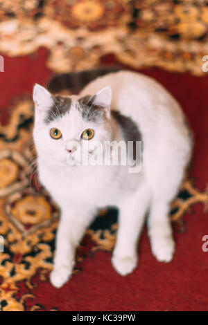 Cute white cat with gray pots. Stock Photo