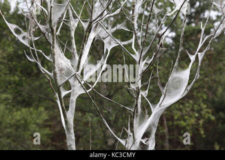 Tree Hosting Insect A tree hosting the larvae of tent caterpillar moths Stock Photo - Alamy